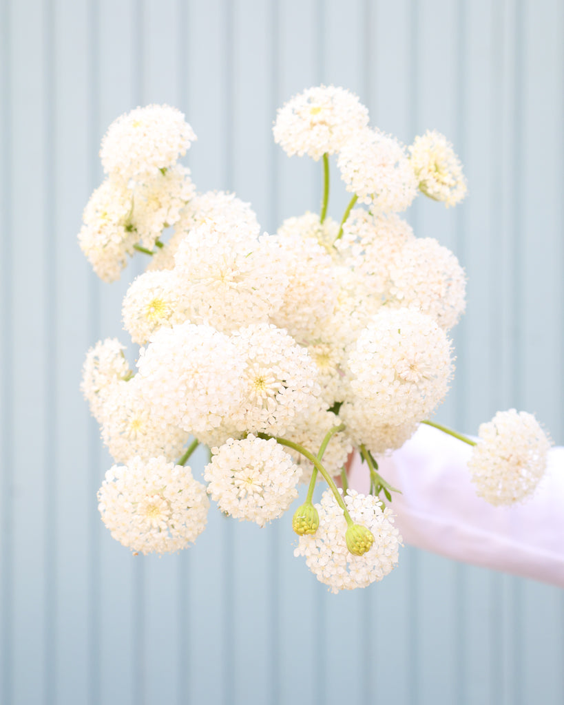 Strauß der Spitzenblume Madonna White in die Kamera gehalten.
