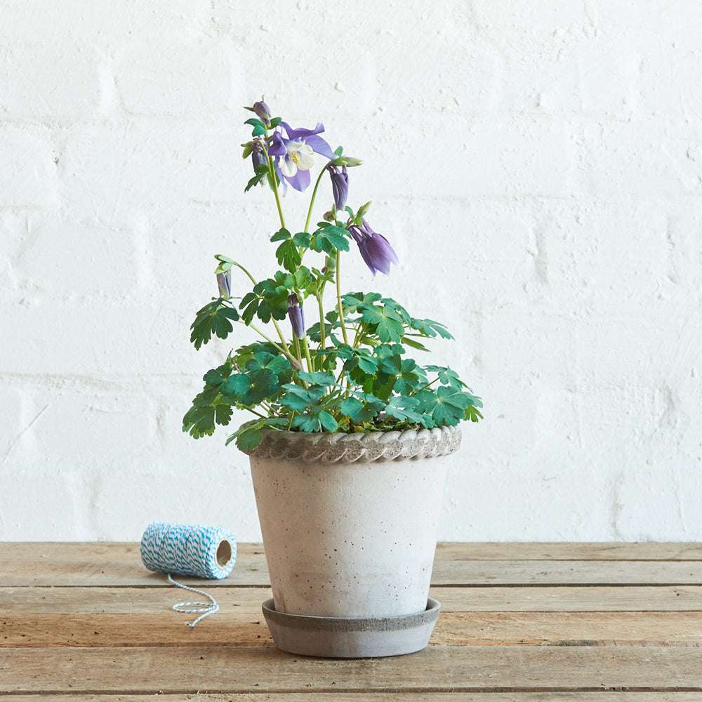 Bergs Potter Pflanzgefäß Helena Grau mit blühender Pflanze, Ø 16 cm.