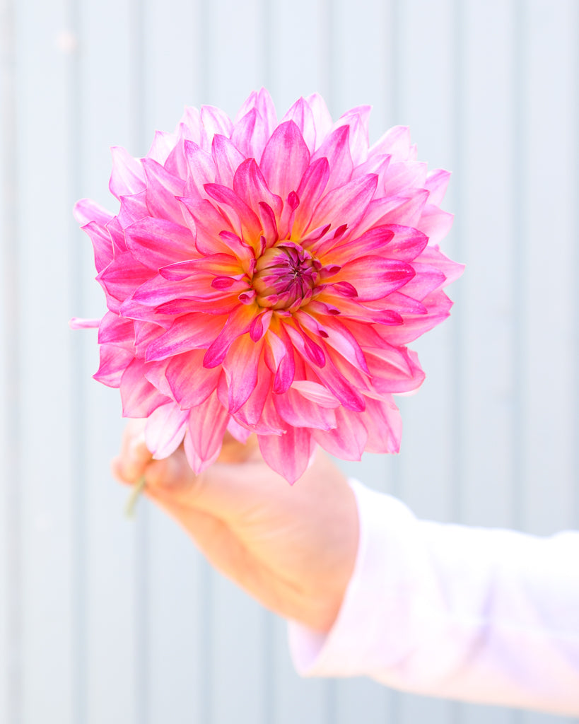 Eine Dahlienblüte der Sorte GZ Romy – rosafarbene dekorative Dahlie mit dichter Blütenform aus der Gartenzauber-Züchtung.