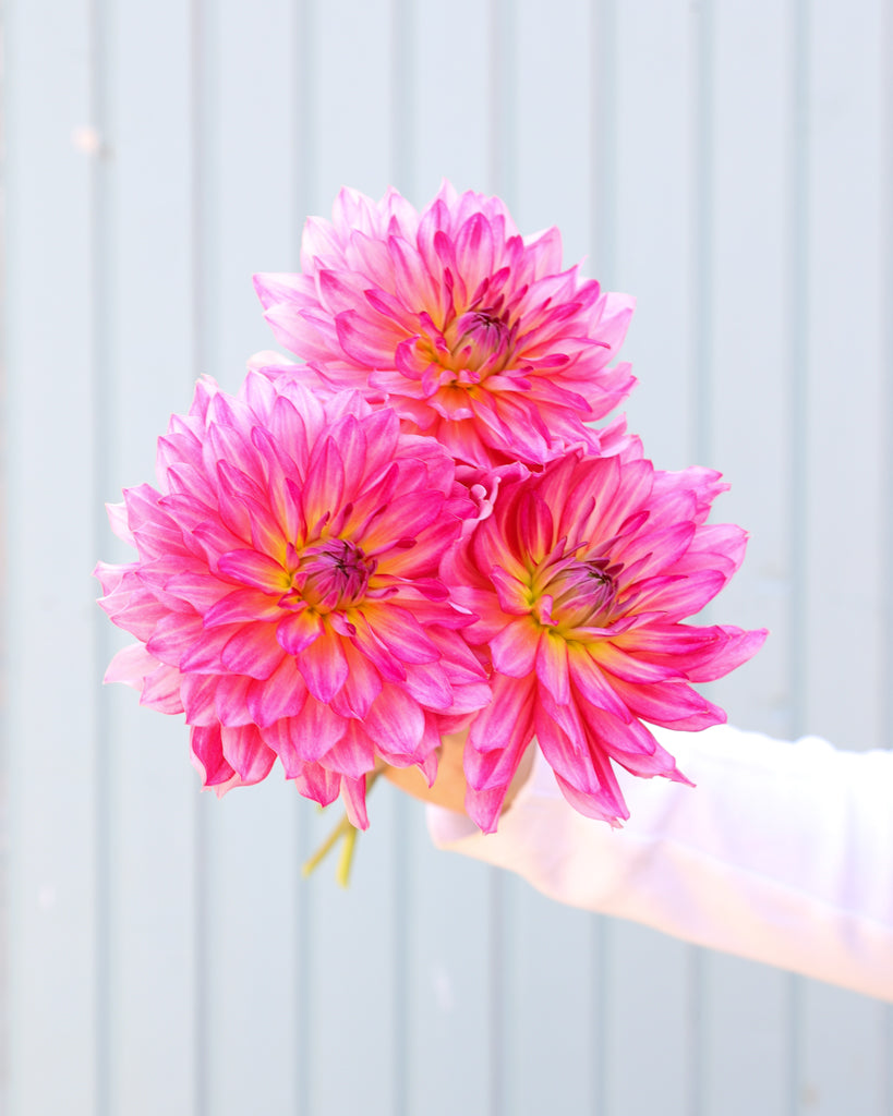 Drei Dahlienblüten der Sorte GZ Romy – rosafarbene dekorative Dahlie mit dichter Blütenform aus der Gartenzauber-Züchtung.