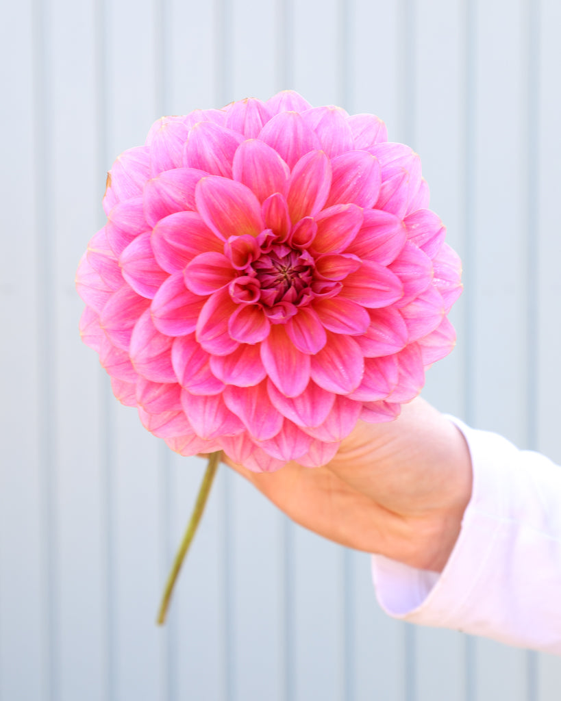 Eine Dahlienblüte der Sorte GZ Bloomberry aus der Gartenzauber Züchtung vor einem hellblauen Hintergrund.