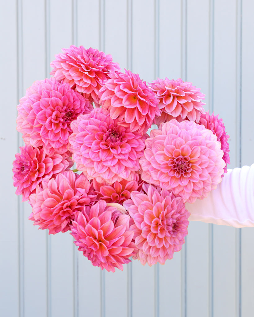 Ein Dahlienstrauß der Sorte GZ Bloomberry aus der Gartenzauber Züchtung vor einem hellblauen Hintergrund.