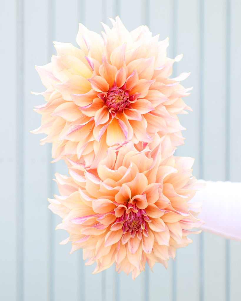 Zwei Dahlienblüten der creme-braune dekorative Dahlie Cappuccino mit sanfter Farbwirkung aus der Gartenzauber-Züchtung.