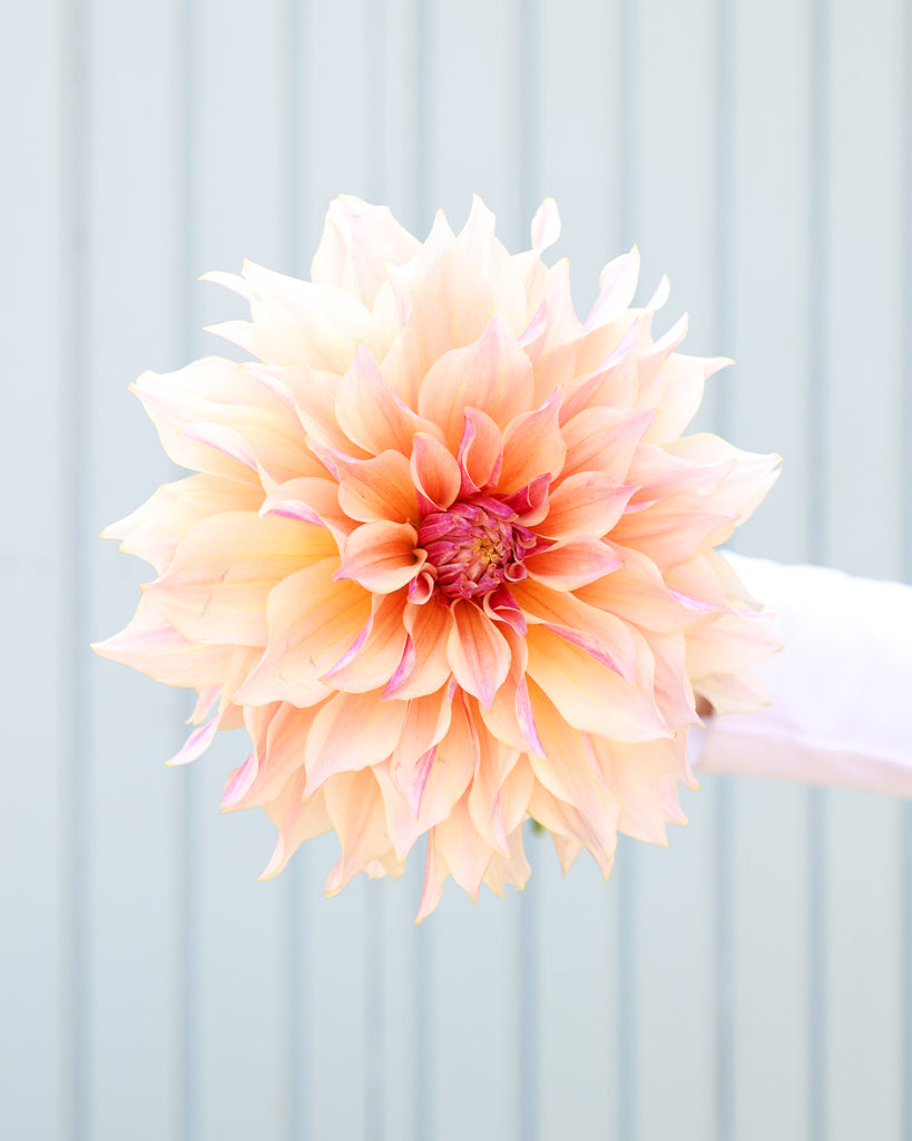 Eine Dahlienblüte der creme-braune dekorative Dahlie Cappuccino mit sanfter Farbwirkung aus der Gartenzauber-Züchtung.