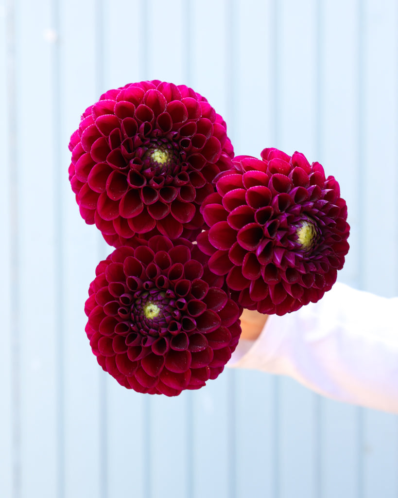 Drei Dahlienblüten der Sorte Cherryplum aus der Gartenzauber Züchtung vor einem hellblauen Hintegrund.