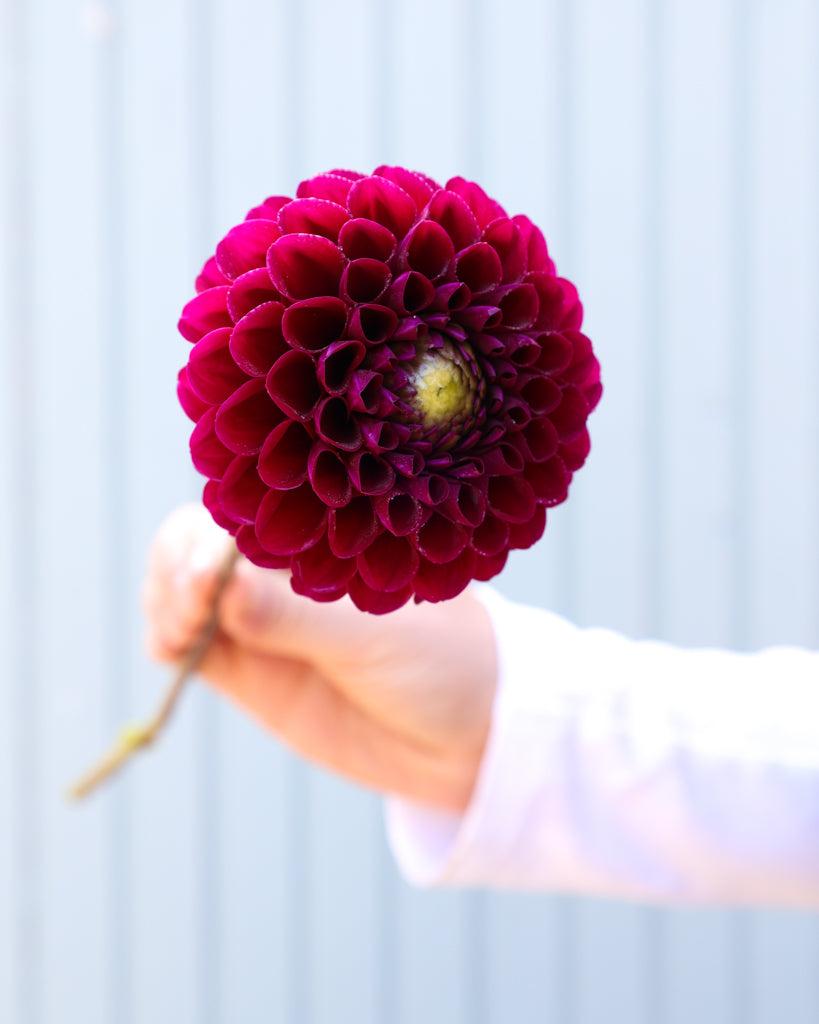 Eine Dahlienblüte der Sorte Cherryplum aus der Gartenzauber Züchtung vor einem hellblauen Hintegrund.
