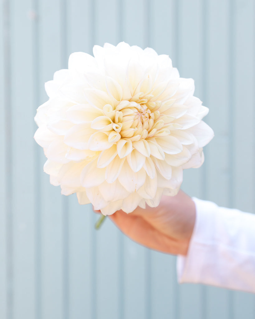 Eine Blüte der cremeweiße dekorative Dahlie GZ Coconut Cream mit fliederfarbenem Blush aus der Gartenzauber-Züchtung.