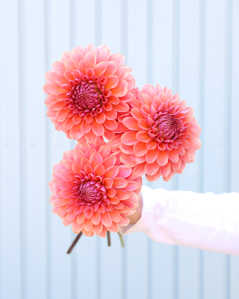 Drei Blüten der Dahlie GZ Floralita aus der Gartenzauber Züchtung vor einem hellblauen Hintergrund.