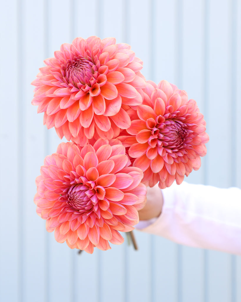 Drei Blüten der Dahlie GZ Floralita aus der Gartenzauber Züchtung vor einem hellblauen Hintergrund.