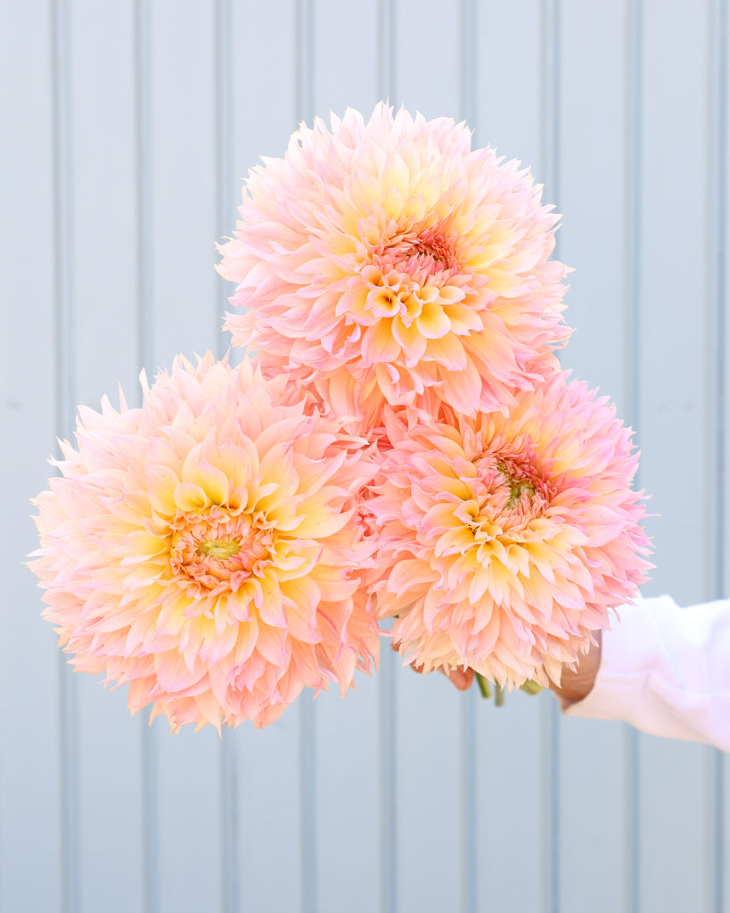 Drei Dahlienblüten der Sorte GZ Fluffy vor einem hellblauen HIntergrund.