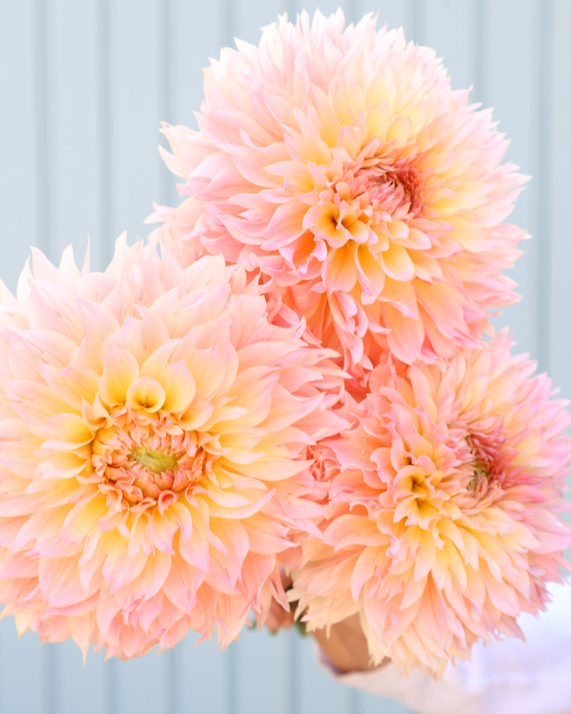 Drei Dahlienblüten der Sorte GZ Fluffy vor einem hellblauen HIntergrund.