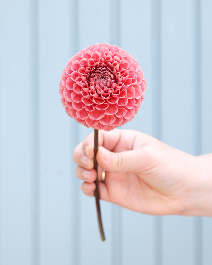 Eine Dahlienblüte der Sorte GZ Katja Spezial aus der Gartenzauber Züchtung vor einem hellblauen Hintergrund.