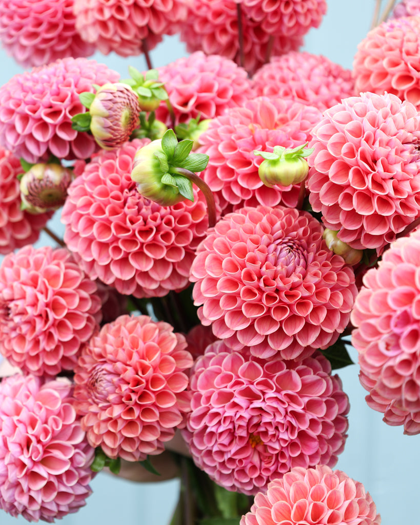 Ein Dahlienstrauß der Sorte GZ Katja Spezial aus der Gartenzauber Züchtung vor einem hellblauen Hintergrund.