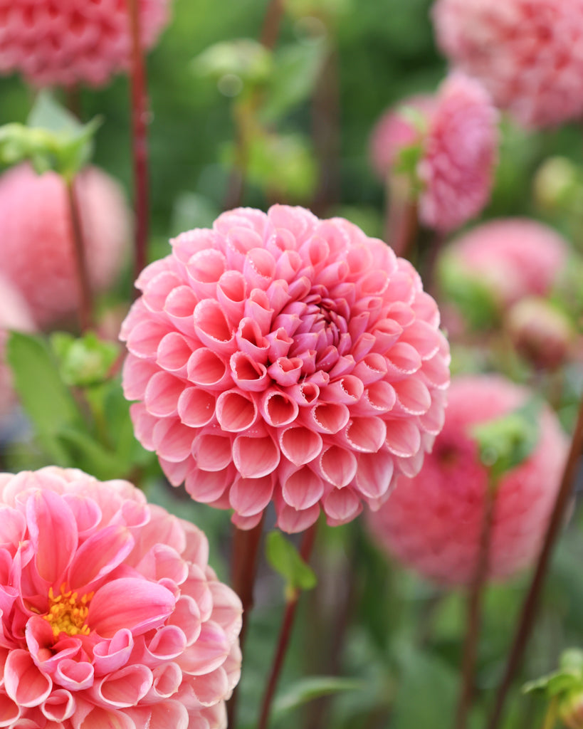 Ein Dahlienblüte der Sorte GZ Katja Spezial aus der Gartenzauber Züchtung im Beet.