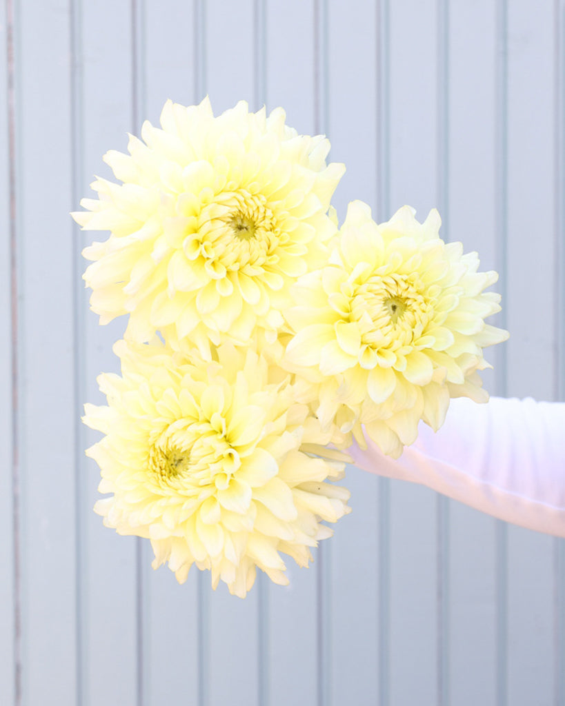 Drei Blüten der zitronengelbe dekorative Dahlie Lemon Ice mit klarer Blütenform aus unserer Gartenzauber-Züchtung.