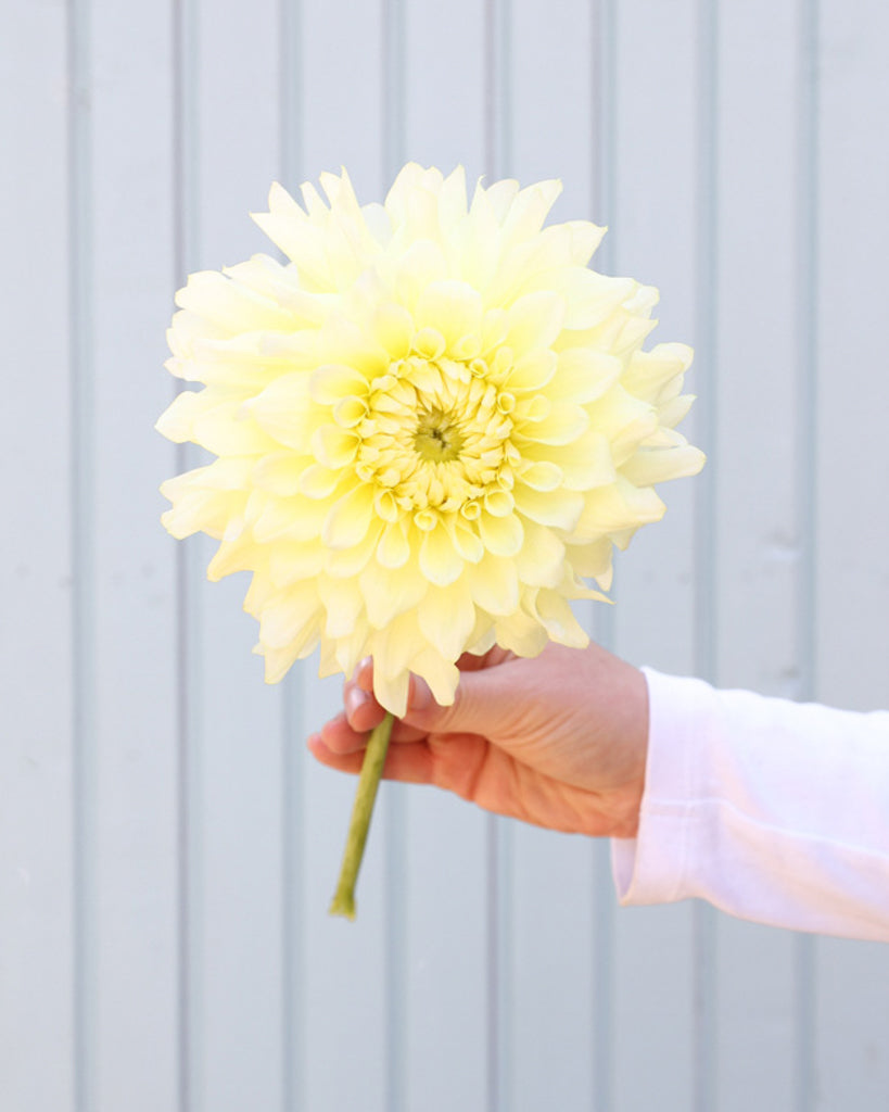 Eine Blüte der zitronengelbe dekorative Dahlie Lemon Ice mit klarer Blütenform aus unserer Gartenzauber-Züchtung.