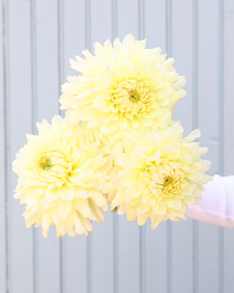 Drei Blüten der zitronengelbe dekorative Dahlie Lemon Ice mit klarer Blütenform aus unserer Gartenzauber-Züchtung.