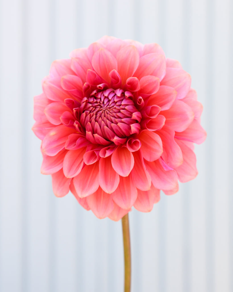 Eine Dahlienblüte der Sorte GZ Lisa aus der Gartenzauber Züchtung vor einem hellblauen Hintergrund.