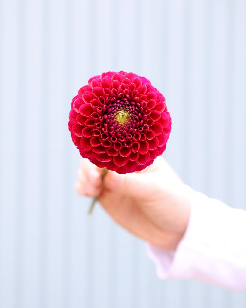 Ein Blüte roter Balldahlien aus der Gartenzauber-Züchtung.