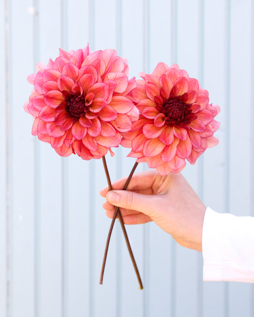Zwei Dahlienblüten der Sorte GZ Merle aus der Gartenzauber Züchtung vor einem hellblauen HIntergrund.