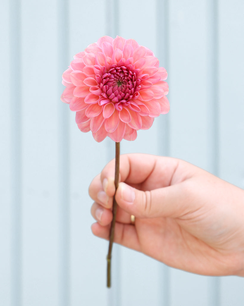 Eine Dahlienblüte der Sorte GZ Mia P aus der Gartenzauber Züchtung.