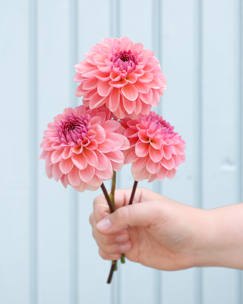 Drei Dahlienblüten der Sorte GZ Mia P aus der Gartenzauber Züchtung.