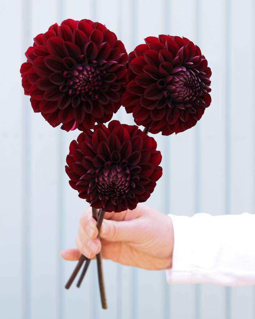 Drei dunkelrote Dahlien der Sorte Minimal Muse aus der Gartenzauber Züchtung vor einem hellblauen Hintergrund.