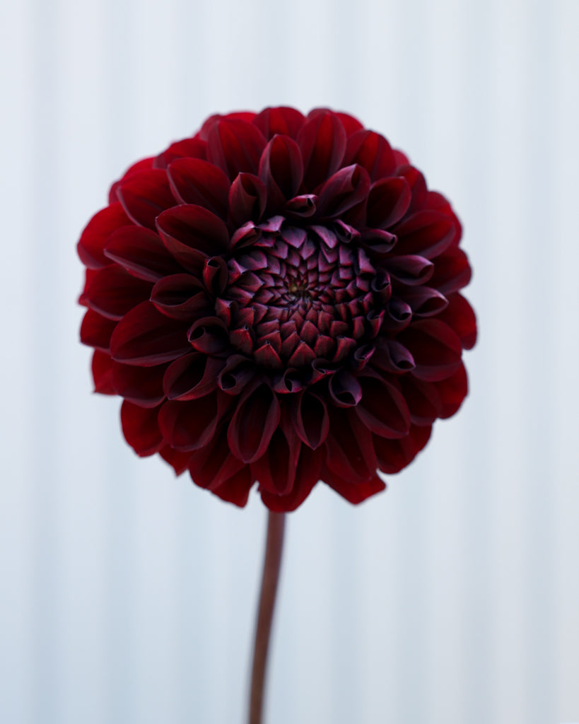 Eine dunkelrote Dahlie der Sorte Minimal Muse aus der Gartenzauber Züchtung vor einem hellblauen Hintergrund.