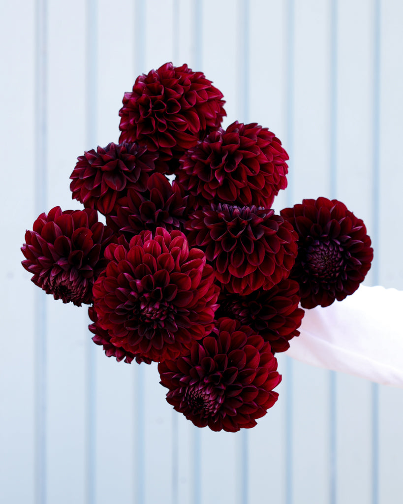 Ein Dahlienstrauß dunkelroter Dahlien der Sorte Minimal Muse aus der Gartenzauber Züchtung vor einem hellblauen Hintergrund.