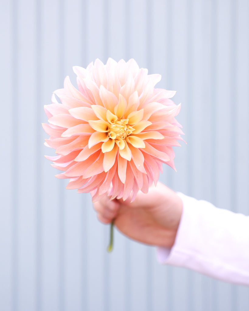 Eine Dahlienblüte der Sorte GZ Pina Colada aus der Gartenzauber Züchtung vor einem hellblauen Hintergrund. 