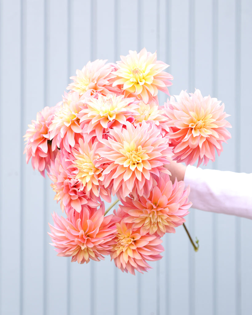 Ein Dahlienstrauß der Sorte GZ Pina Colada aus der Gartenzauber Züchtung vor einem hellblauen Hintergrund. 