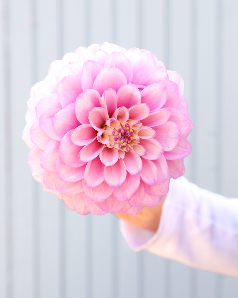 Eine Dahlienblüte der Gartenzauber-Sorte Pink Cupcake vor einem hellblauen Hintergrund.