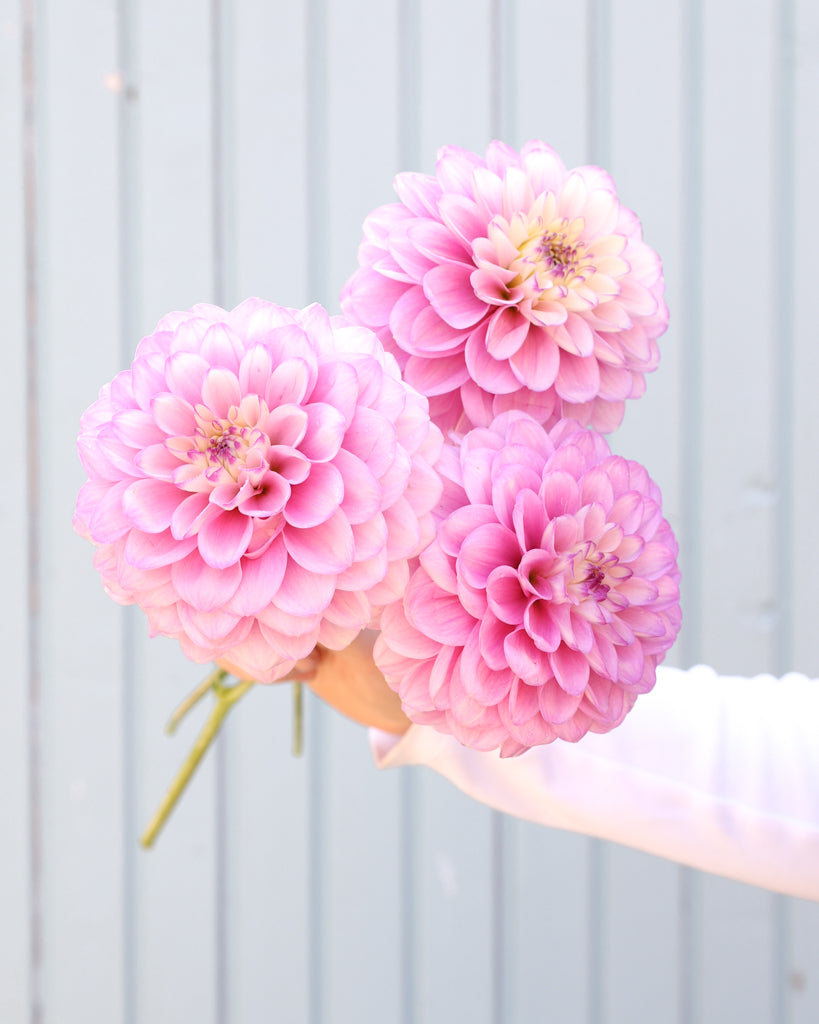Drei Dahlienblüten der Gartenzauber-Sorte Pink Cupcake vor einem hellblauen Hintergrund.