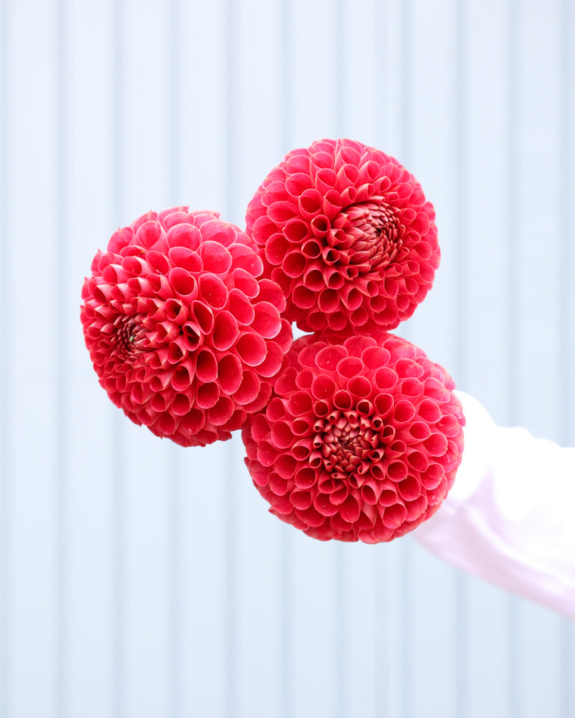 Drei Blüten roter Dahlien der Sorte Red Button aus der Gartenzauber Züchtung. 