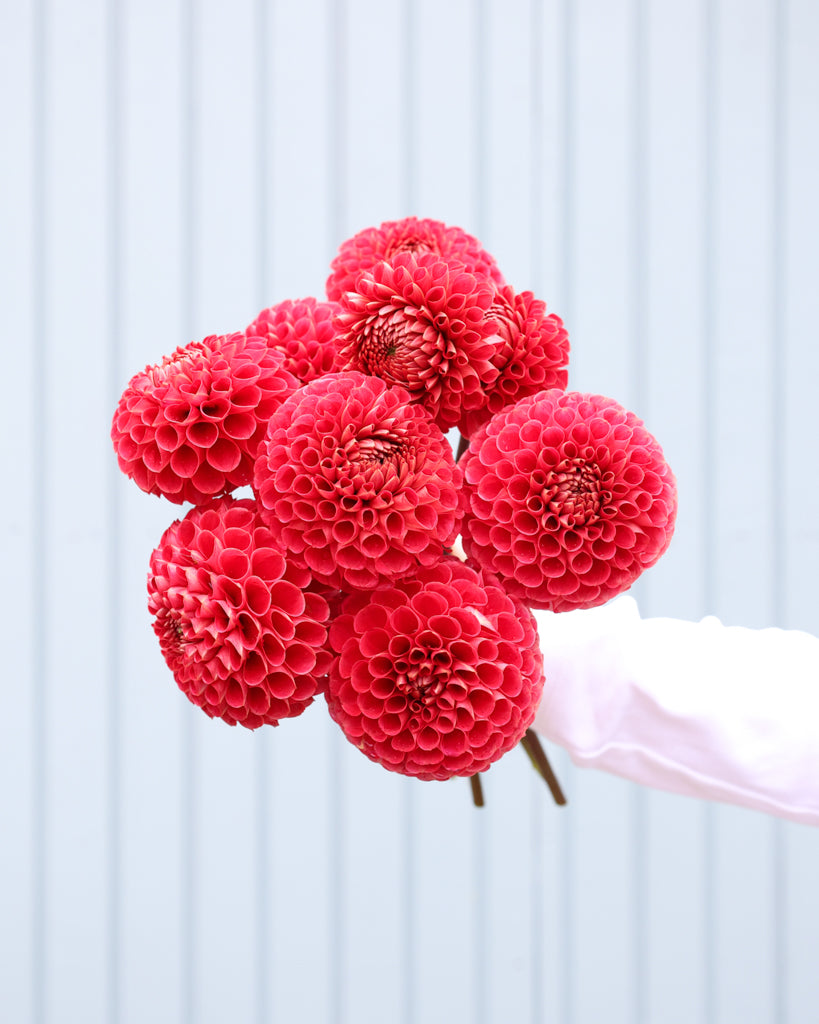 Ein Dahlienstrauß roter Dahlien der Sorte Red Button aus der Gartenzauber Züchtung. 
