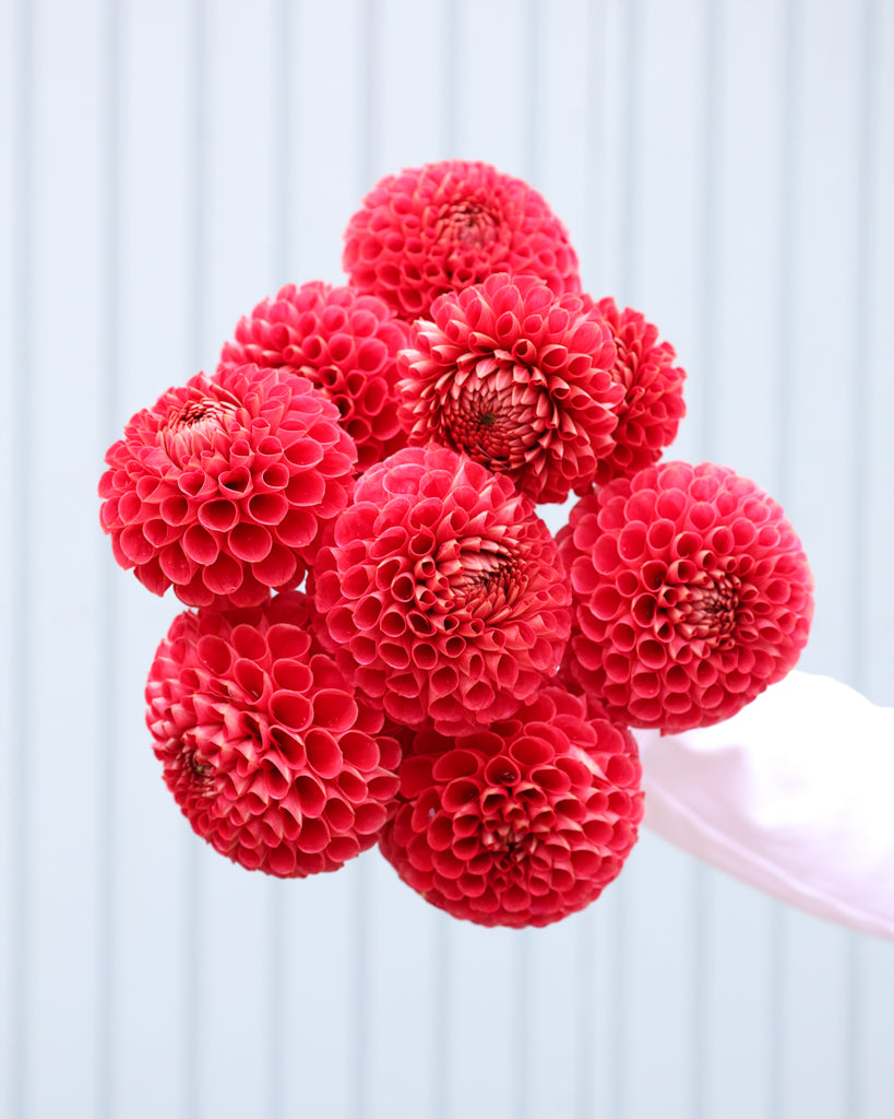 Ein Dahlienstrauß roter Dahlien der Sorte Red Button aus der Gartenzauber Züchtung. 