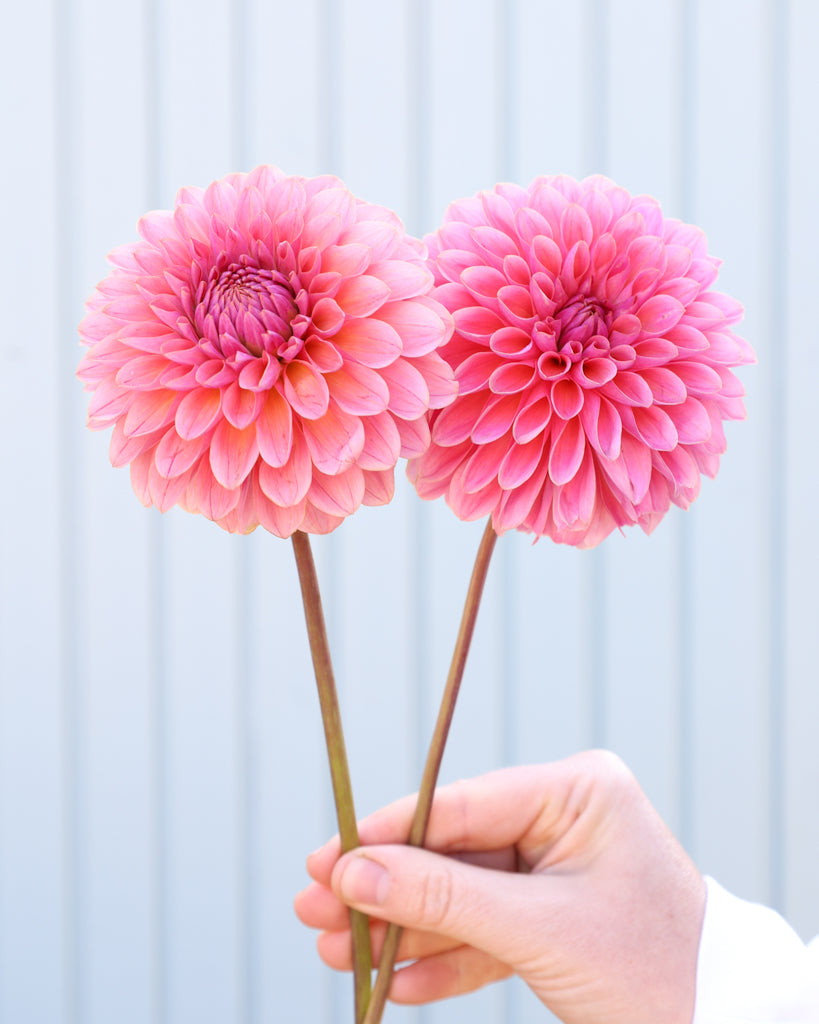 Zwei Blüten einer korallenrosa dekorative Dahlie der Sorte GZ Sassi aus der Gartenzauber-Züchtung.
