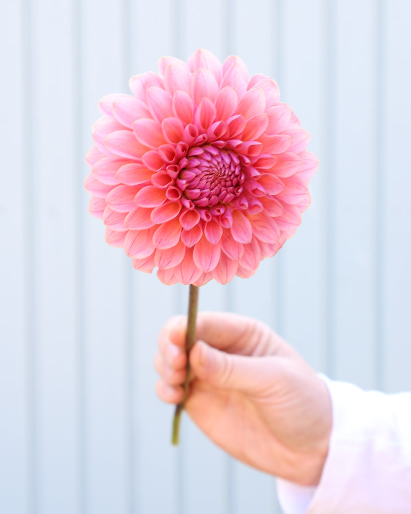 Eine Blüte einer korallenrosa dekorative Dahlie der Sorte GZ Sassi aus der Gartenzauber-Züchtung.