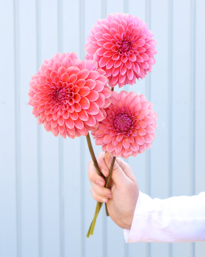 Drei Blüten einer korallenrosa dekorative Dahlie der Sorte GZ Sassi aus der Gartenzauber-Züchtung.