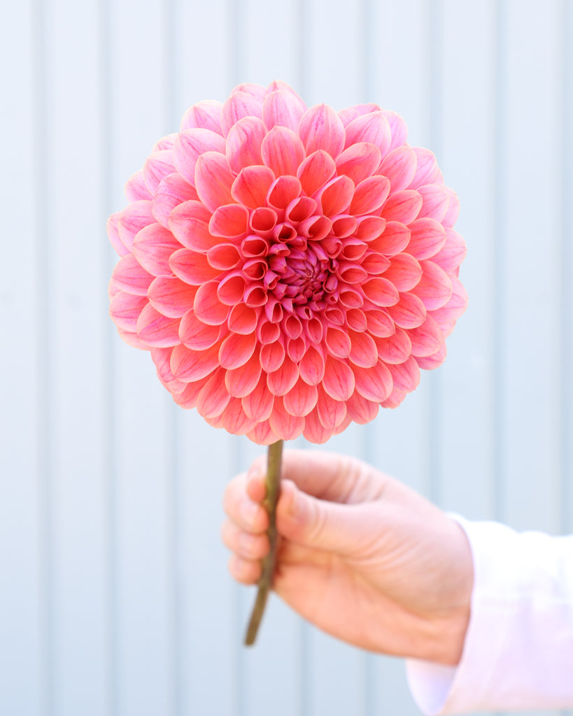 Eine Blüte einer korallenrosa dekorative Dahlie der Sorte GZ Sassi aus der Gartenzauber-Züchtung.