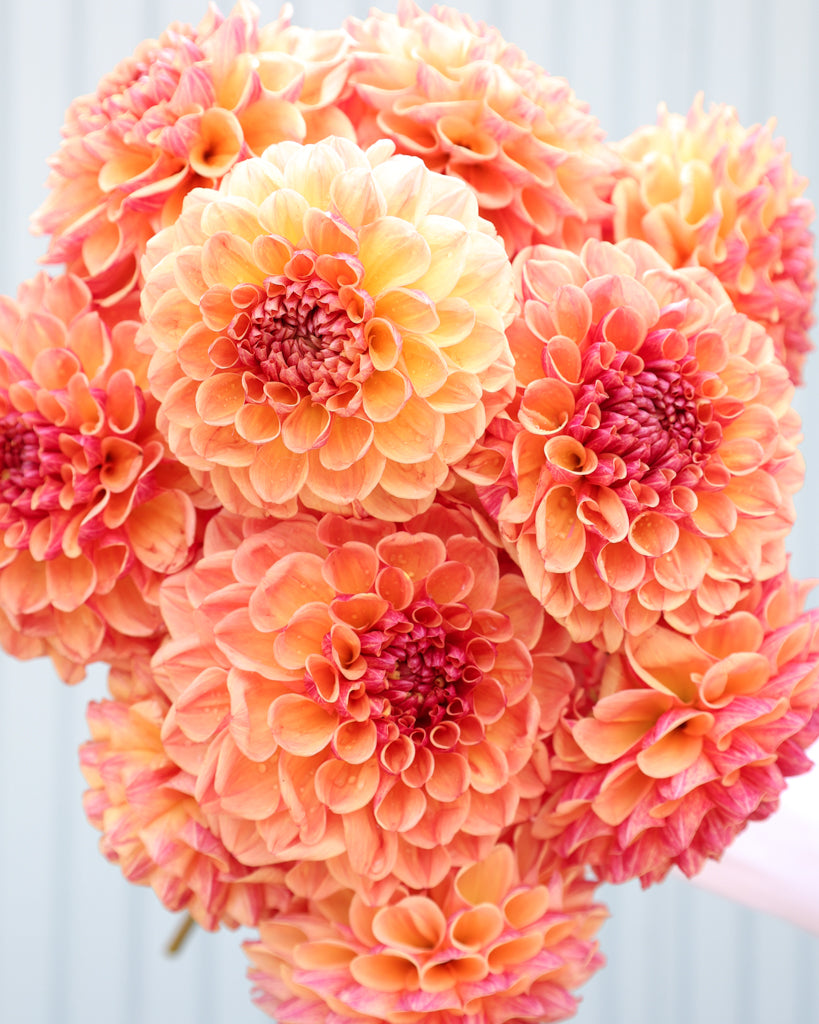 Ein Dahlienstrauß der Sorte Sunrise Jazz aus der Gartenzauber Züchtung vor einem hellblauen Hintergrund.