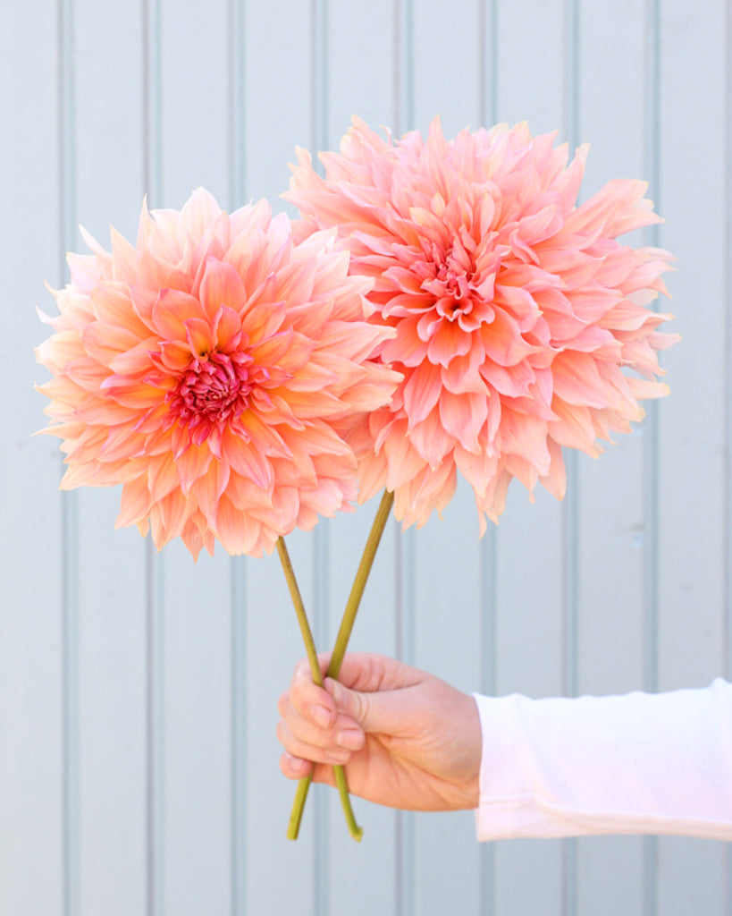 Zwei Blüten der Dahlie GZ Twentytwo einer apricotfarbene dekorative Dahlie aus der Gartenzauber-Züchtung.