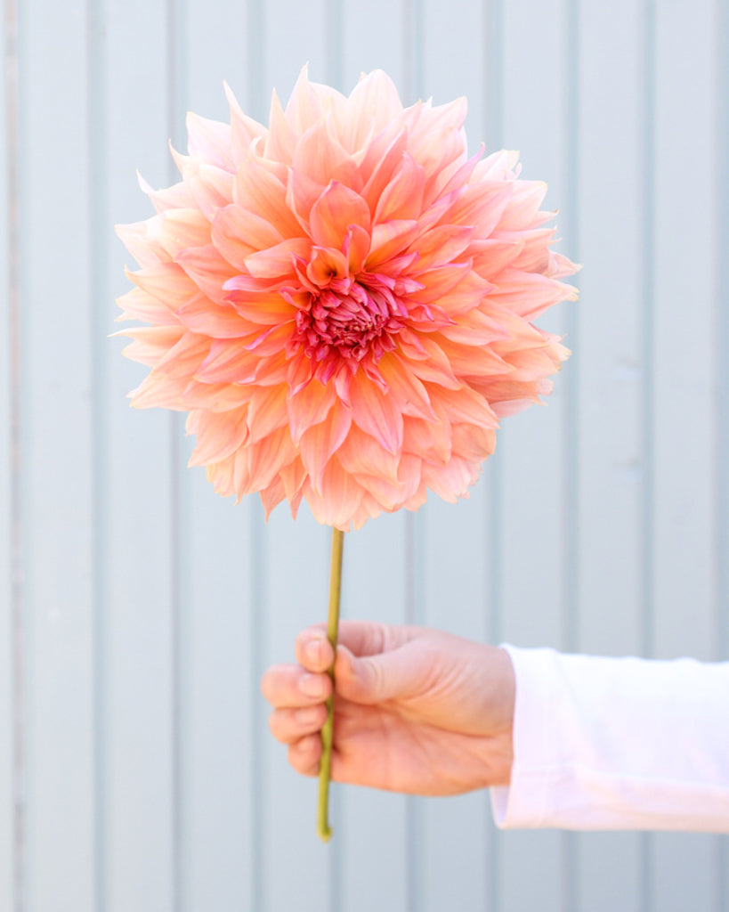 Eine Blüte der Dahlie GZ Twentytwo einer apricotfarbene dekorative Dahlie aus der Gartenzauber-Züchtung.