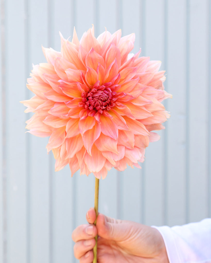 Eine Blüte der Dahlie GZ Twentytwo einer apricotfarbene dekorative Dahlie aus der Gartenzauber-Züchtung.