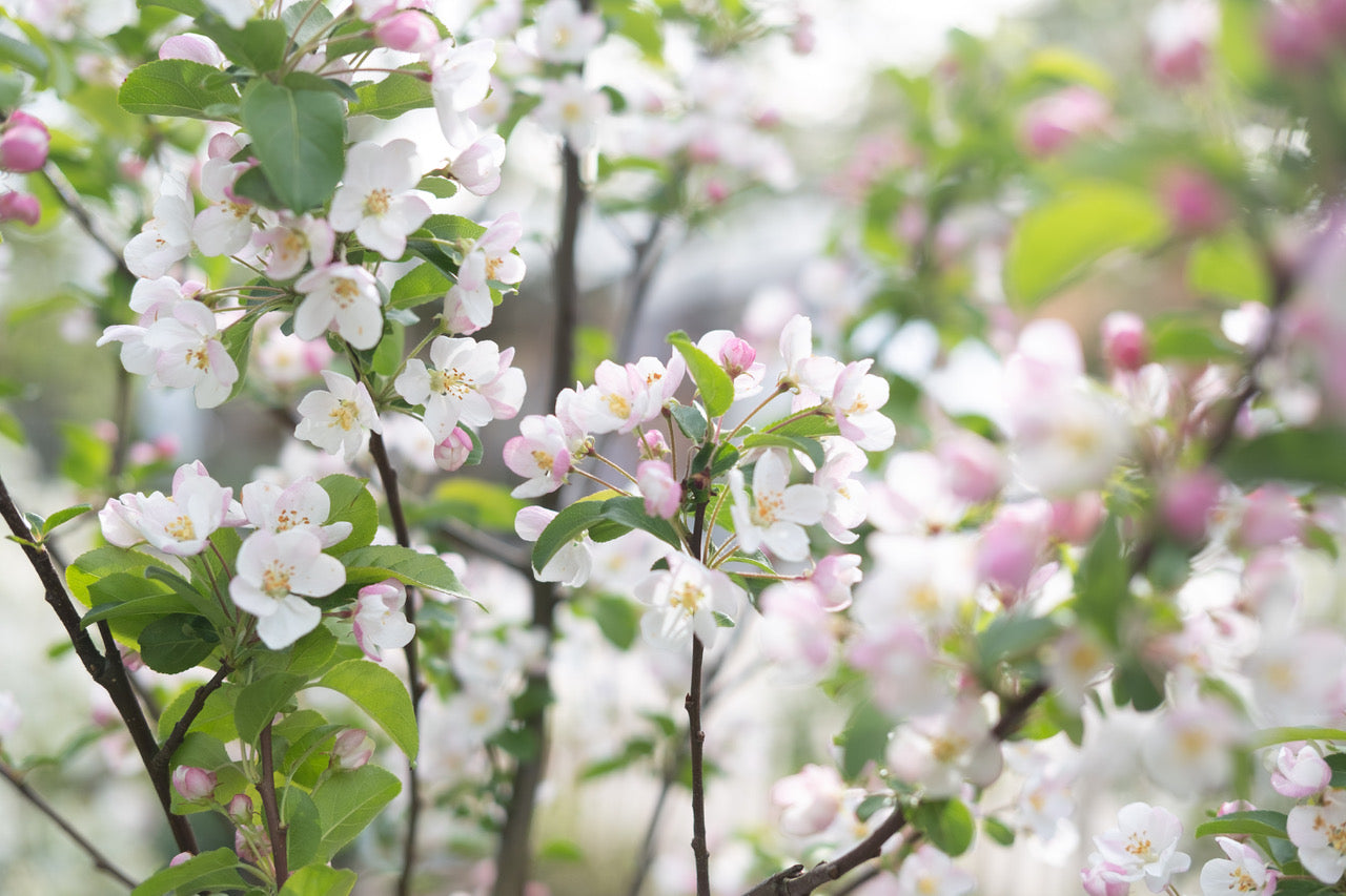 Ein Zweig eines blühenden Apfelbaums, voll mit zarten weißen und rosa Blüten, umgeben von lebendigem grünen Laub.