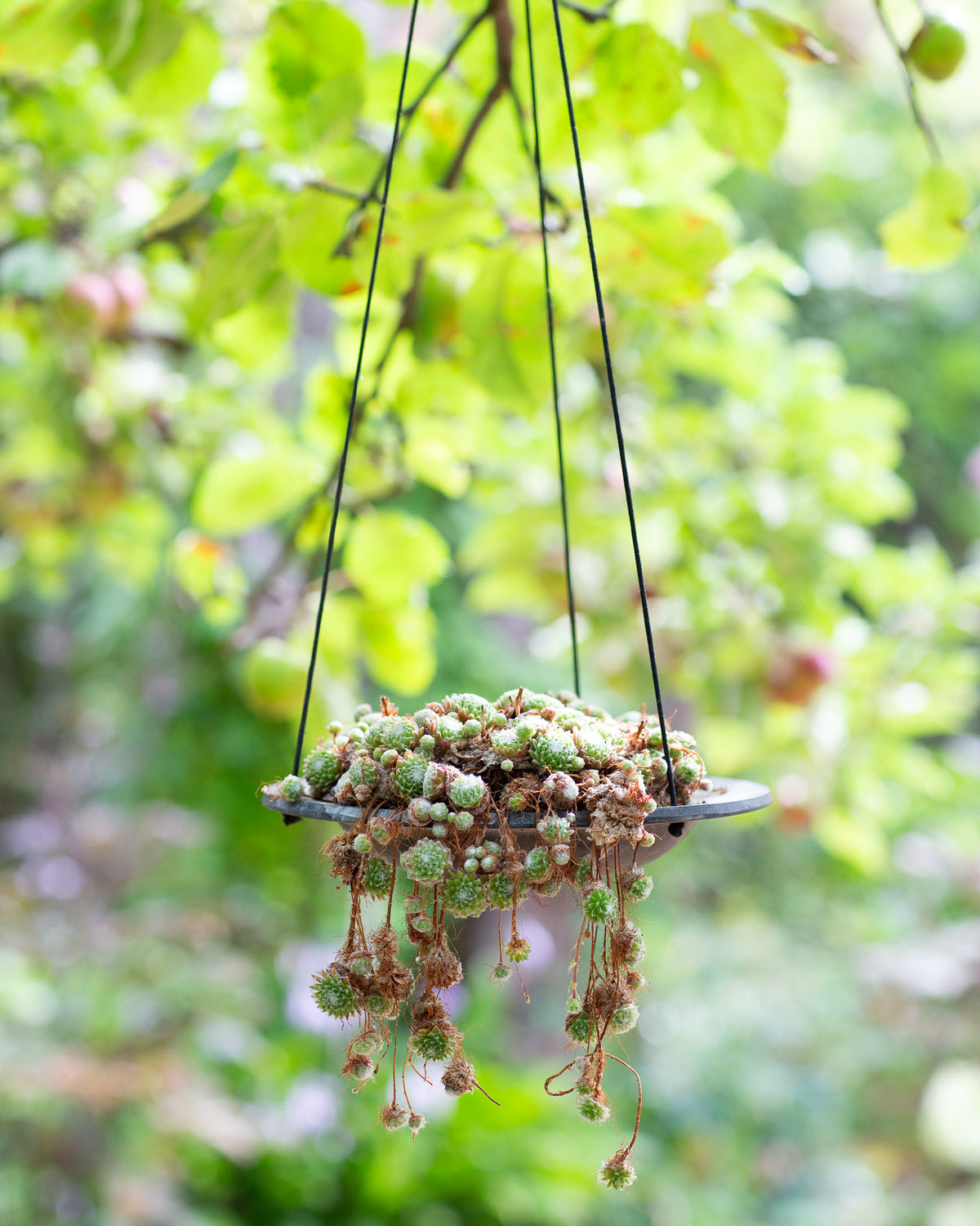 Vogelbad mit Haken und Seilaufhängung – elegantes Gartendetail in Steinoptik