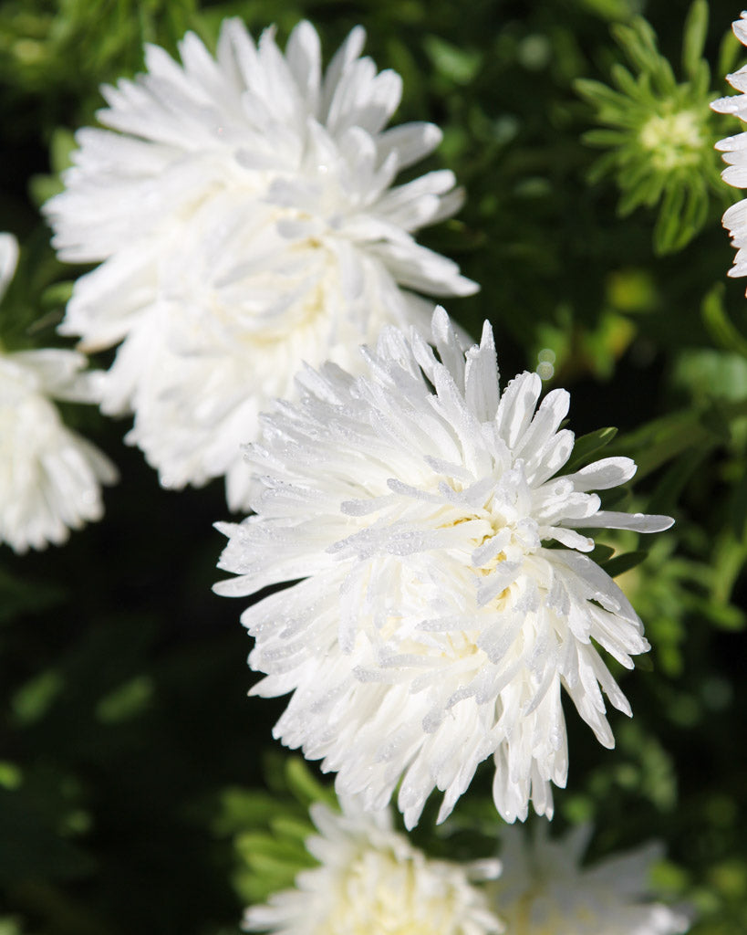 Mehrere riesige weiße Blütenköpfe der Sommeraster (Callistephus chinensis ‘King Size White’) blühend im Gartenbeet.