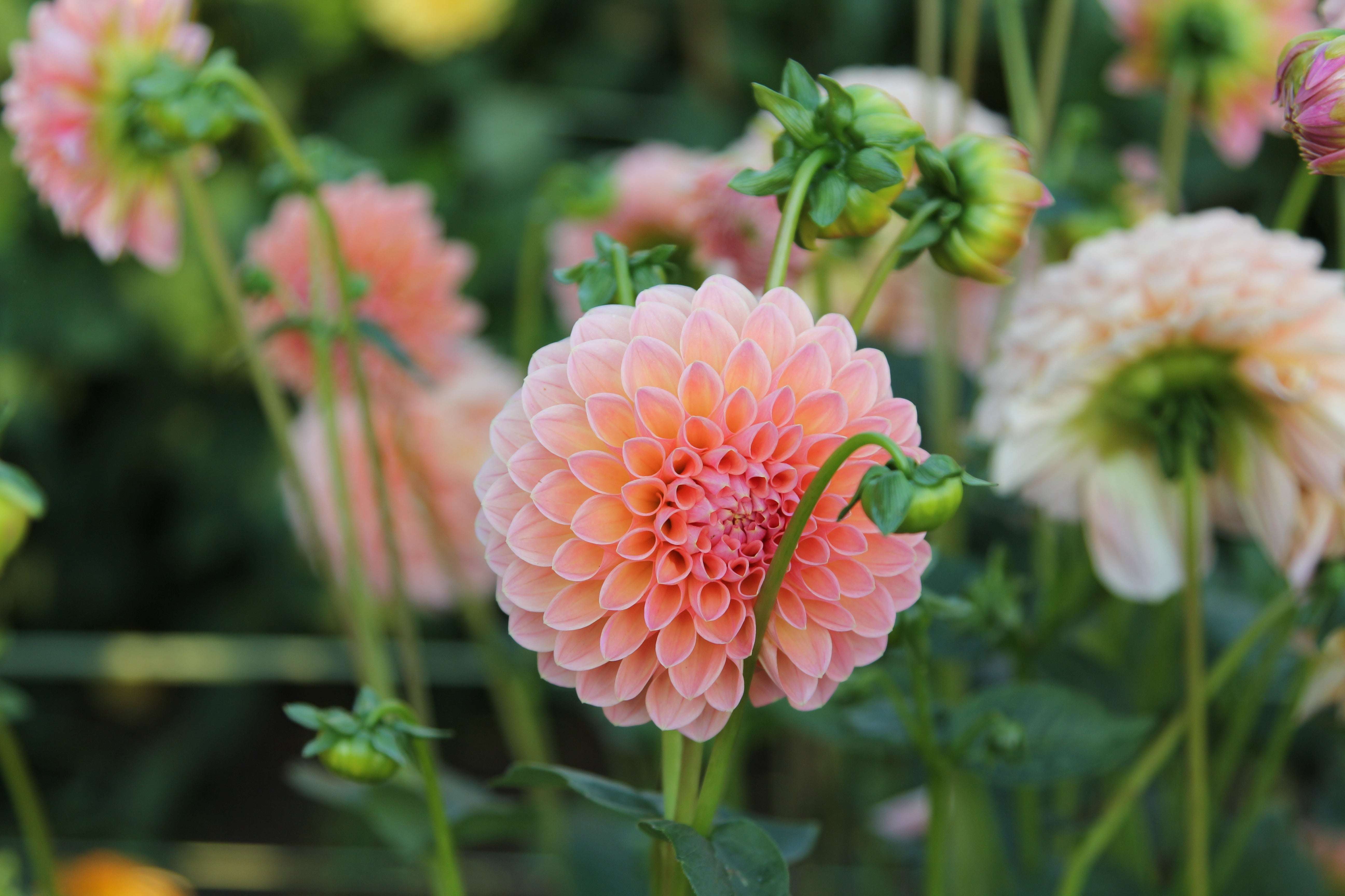 Leuchtend pfirsichfarbene Dahlienblüte in voller Blüte, umgeben von grünen Blättern und weiteren Knospen im Garten.