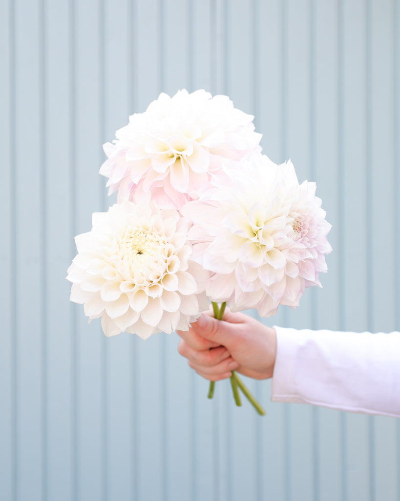 Ein Dahlienstrauß mit Blüten der Sorte KA Bella Luna vor einem hellblauen Hintergrund.