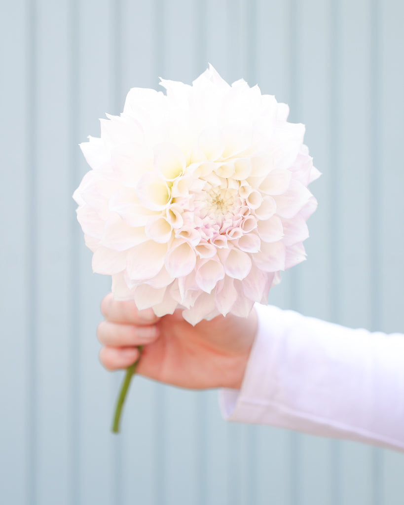 Eine Dahlienblüte der Sorte KA Bella Luna vor einem hellblauen Hintergrund.
